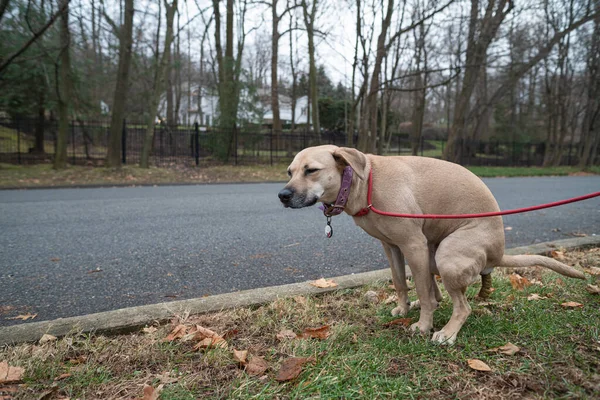 Dog Pooping Doing His Toilet Shiting — Stock Photo, Image