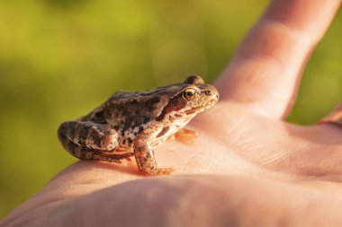 Kurbağa bir adamın elinde oturuyor.