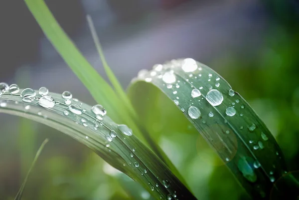 Gotas Orvalho Grama — Fotografia de Stock