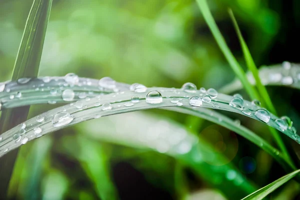 Vatten Droppar Gräset Tidigt Morgonen — Stockfoto