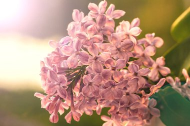 Güneşte bir leylak filizi