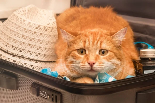  Kedi gezgini bir bavulda oturuyor.