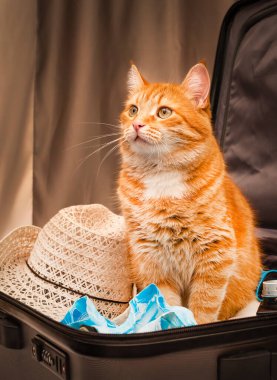 red cat is waiting for a trip clipart