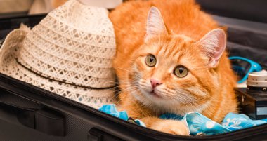 red cat sits in a suitcase with things clipart