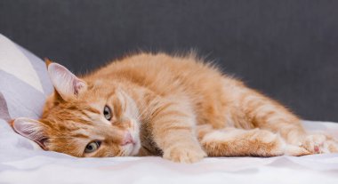 Tatlı kırmızı kedi yatakta yatıyor.