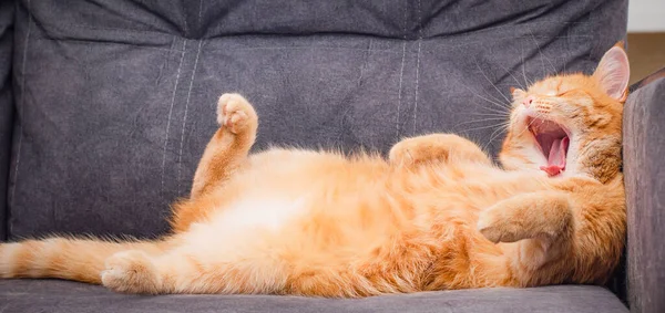 Gato Vermelho Está Deitado Sofá Bocejando — Fotografia de Stock