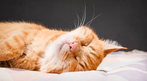 Gatto Rosso Carino Dorme Sul Letto — Foto Stock