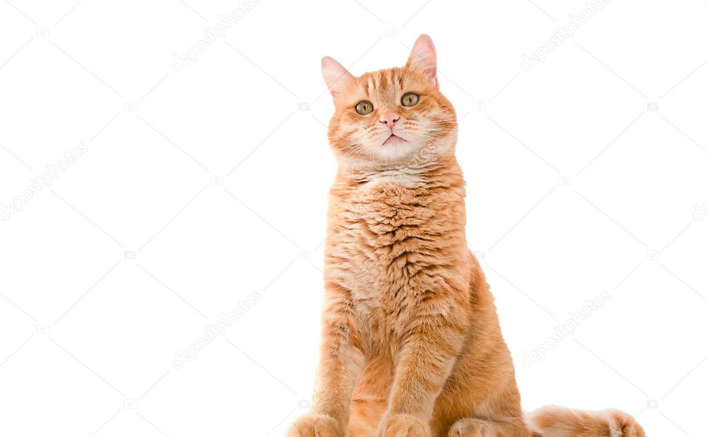 serious ginger cat on isolated white background