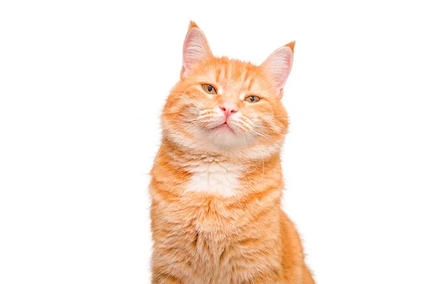 Sly Ginger Cat Pada Latar Belakang Putih Yang Terisolasi — Stok Foto