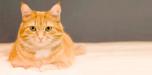 Gatto Zenzero Domestico Trova Sul Letto — Foto Stock