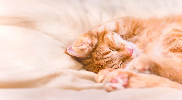 Gengibre Gato Bonito Dormir Cama — Fotografia de Stock