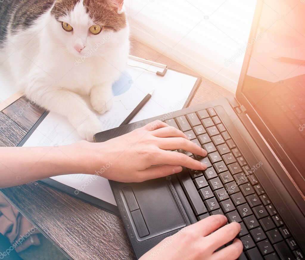 a woman works at home using a laptop, a cat lies next to