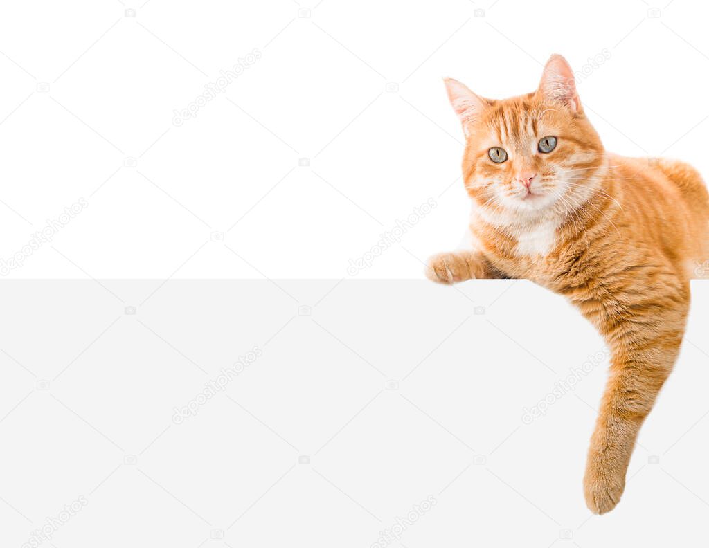 one ginger cat lies on the banner. isolated on white background