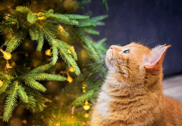 ジンジャーキャットはクリスマスツリーを見て — ストック写真