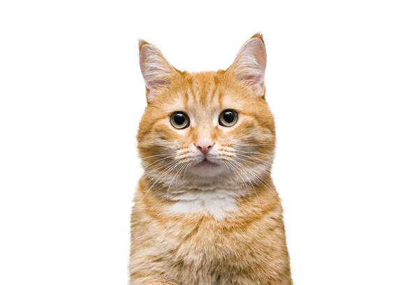 Retrato Gato Jengibre Sobre Fondo Blanco Aislado —  Fotos de Stock