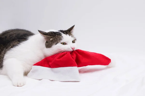サンタの帽子で遊ぶ猫 — ストック写真