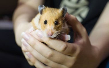 Bir hemstırı elinde tutan kadın elleri.
