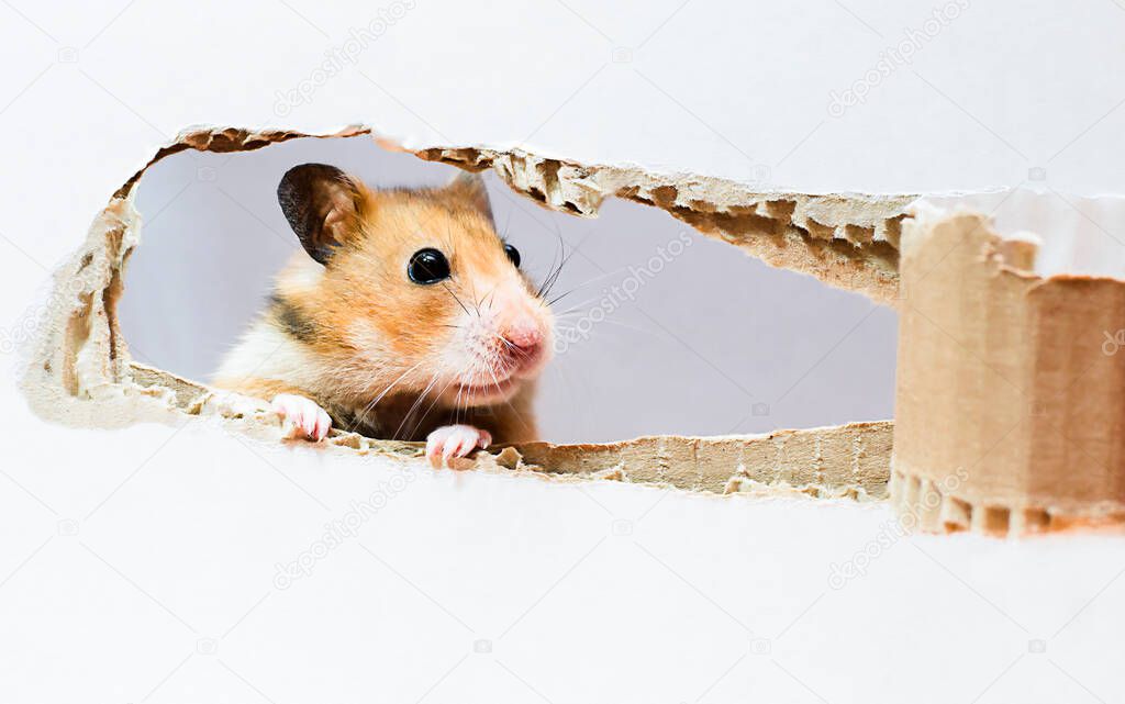 golden hamster peeking out of a torn box