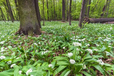 Lezczok Doğa Rezervinin Görünümü