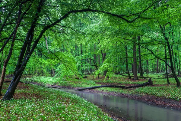 Pohled Přírodní Rezervaci Lezczok — Stock fotografie