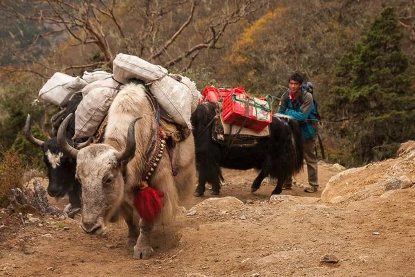 Phortse Thanga Nepal Circa October 2013 Yak Phortse Thanga 2013 — 스톡 사진