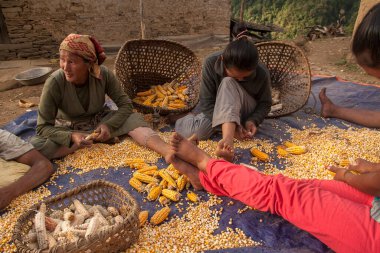 BUPSA, NEPAL - CIRCA ECTOBER 2013: Mısır soymak Nepal 'de Ekim 2013 dolaylarında Bupsa' da.