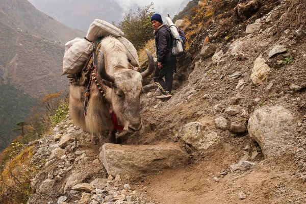 Phortse Thanga Nepal Circa Październik 2013 Jaka Jest Udomowione Zwierzęta — Zdjęcie stockowe