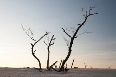 Baltık denizinin güzel manzarası