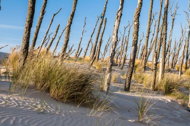 Polonya Baltık Denizi Manzarası