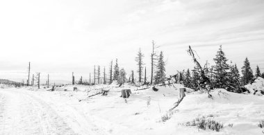 Skrzyczne yamaçlarında güzel bir orman