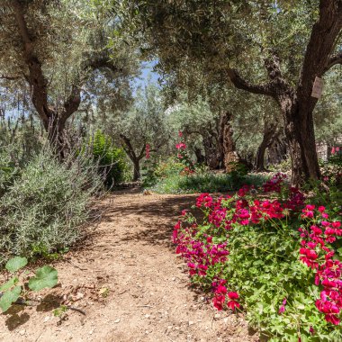 JERUSALEM, ISRAEL - CIRCA MAYIS 2018: Gethsemane 'nin görüntüsü Mayıs 2018' de Kudüs 'te.