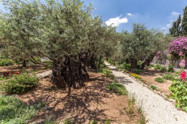 JERUSALEM, ISRAEL - CIRCA MAYIS 2018: Gethsemane 'nin görüntüsü Mayıs 2018' de Kudüs 'te.