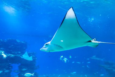 Güzel bir büyük ışın manzarası..