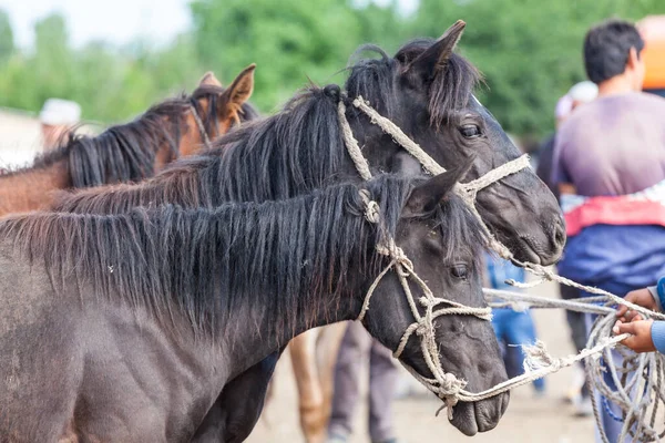 KARAKOL, KYRGYZSTAN - CIRCA HAZİRAN 2017: Karakol 'da haftalık pazar hayvan pazarı Kırgızistan' daki Issyk-Kul Gölü 'nün doğu ucu, 2017 Haziran ayı civarında Karakol' da.