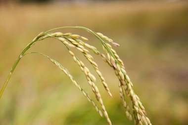 Nepal pirinç tarlalarının bıçağı.