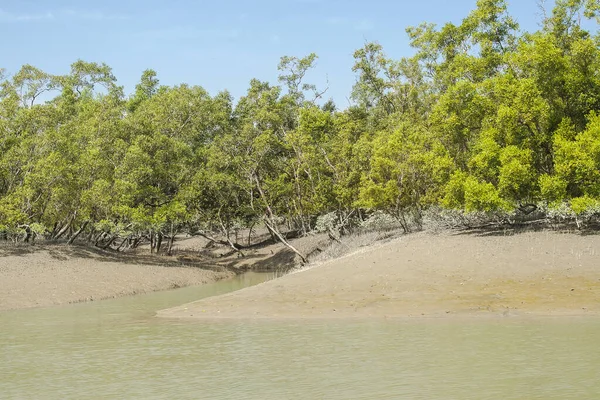 Sundarbans India Circa November 2013 Sundarbans Het Grootste Mangrovebos Ter — Stockfoto