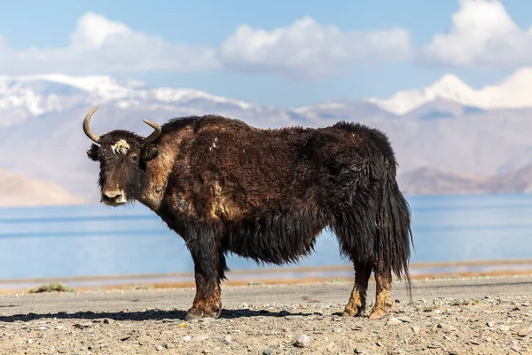 Smuk Udsigt Yak Ved Karakul Søen Pamir Tadsjikistan - Stock-foto