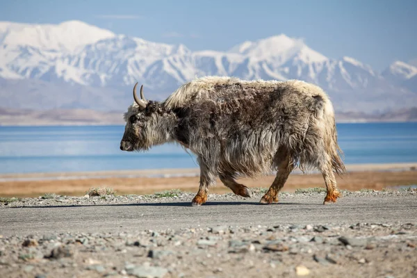 Smuk Udsigt Yak Ved Karakul Søen Pamir Tadsjikistan - Stock-foto