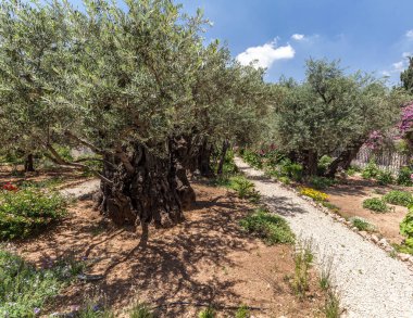 JERUSALEM, ISRAEL - CIRCA MAYIS 2018: Gethsemane 'nin görüntüsü Mayıs 2018' de Kudüs 'te.