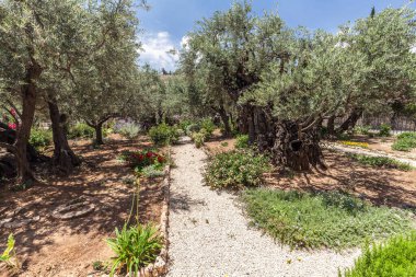 JERUSALEM, ISRAEL - CIRCA MAYIS 2018: Gethsemane 'nin görüntüsü Mayıs 2018' de Kudüs 'te.