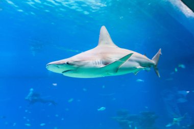 Büyük köpekbalığının güzel bir manzarası