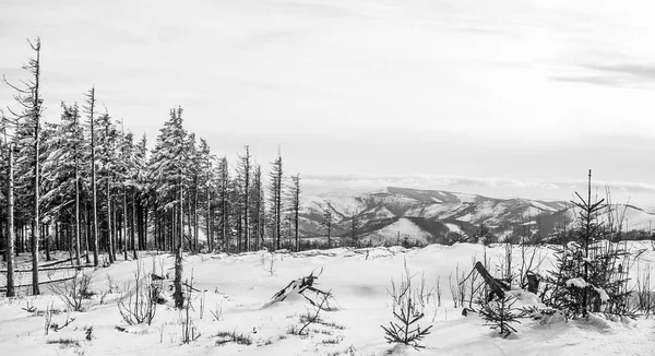 Krásný Les Svazích Skrzyczne — Stock fotografie