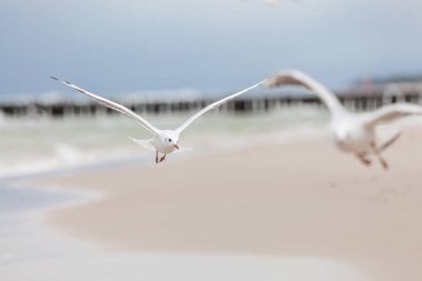 Baltık Denizi 'ndeki doğal ortamda güzel bir martı.