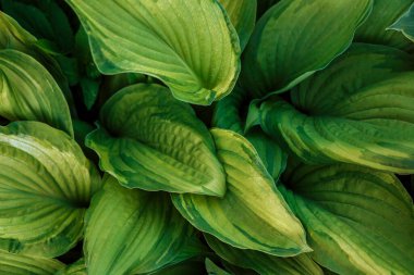 Yeşil yapraklı duvar kağıdı, arka plan. Yeşil yapraklar manzarayı kapatır. Hosta gidiyor.. 