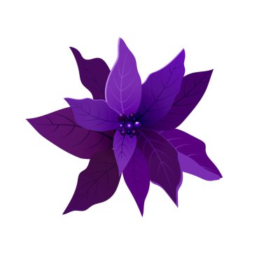 Poinsettia, Christmas Star vektör simgesi
