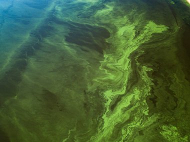 Green water in the Dnieper river on a hot summer day, blooming algae in the water. Clear texture of green algae in water. Aerial drone view. clipart
