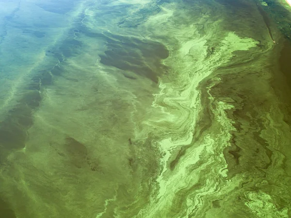 Acqua Verde Nel Fiume Dnieper Una Calda Giornata Estiva Alghe — Foto Stock