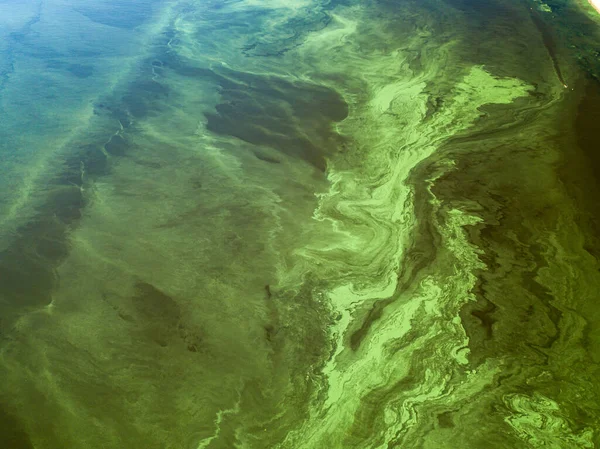 Acqua Verde Nel Fiume Dnieper Una Calda Giornata Estiva Alghe — Foto Stock