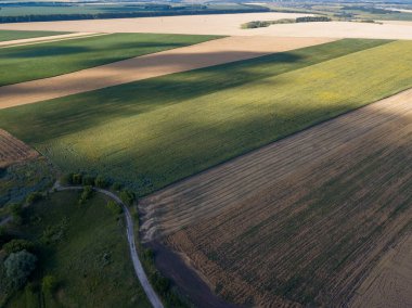 Hava aracı görüntüsü. Ukrayna 'da olgunlaşmış mısır ve buğday tarlaları.