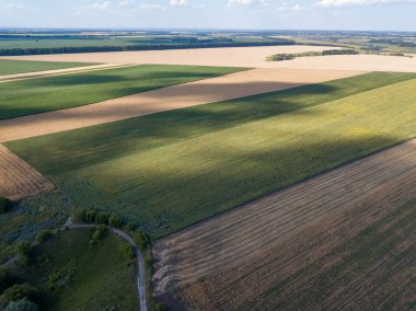 Hava aracı görüntüsü. Ukrayna 'da olgunlaşmış mısır ve buğday tarlaları.